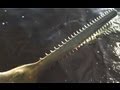 钓鱼竟然钓到史前生物 - 锯鳐
